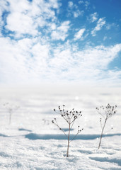 Fototapeta na wymiar Frozen dry flowers on snow in winter
