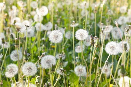 Dandelion flowers with white fluffy flying seeds