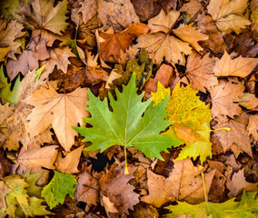 Autumn leaves background