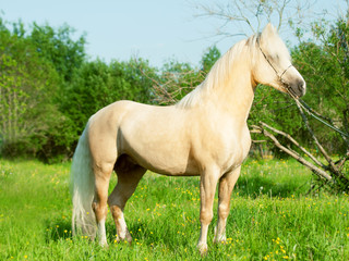 Obraz na płótnie Canvas Beautiful palomino welsh pony stallion