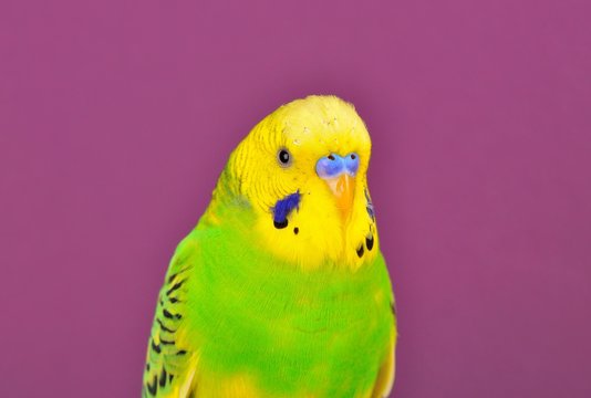 Yellow-green budgerig  parrot close-up