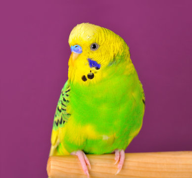 Motley budgerig parrot closeup perched on a stand