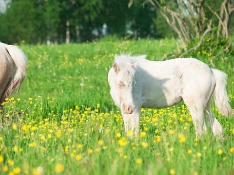 little  foal of welsh pony in the grassland