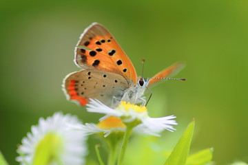 Fototapeta na wymiar Small butterfly on flower