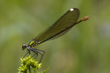 side of wild gold green dragonfly