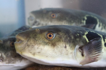 closeup of fugu