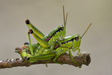 close up of two grasshopper