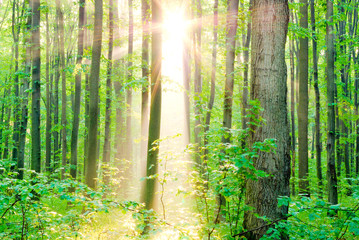 Fototapeta na wymiar Promienie porannego słońca latem w lesie.