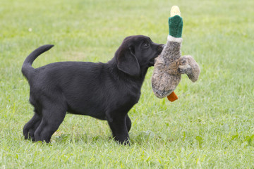 labrador puppy playing