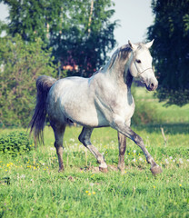 Obraz na płótnie Canvas Grey arabian horse in movement