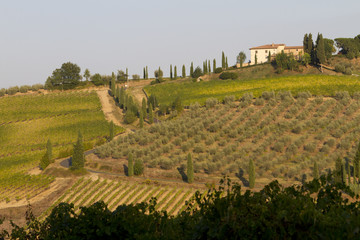 cultivated landscape in Tuscany