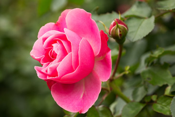 Rosa Rose