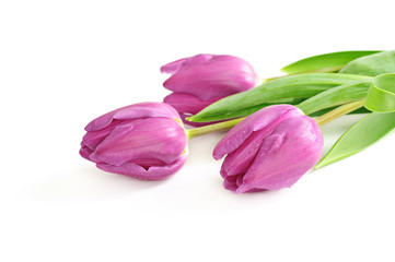 Obraz premium Tulip flowers on the white