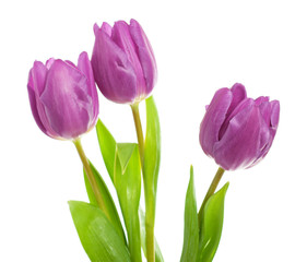 Fototapeta premium Tulip flowers on the white