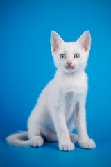 Fototapeta na wymiar The white kitten with blue eyes sits on a blue background.