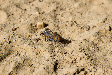 saltamontes