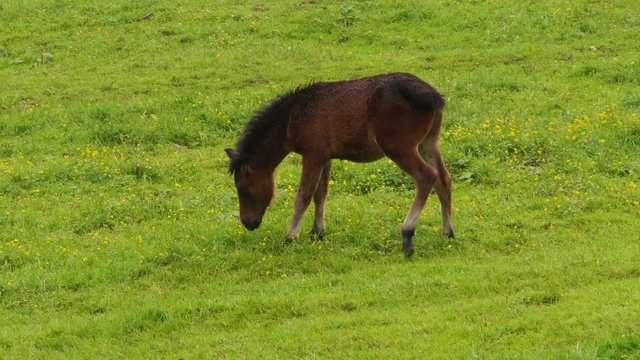Brown foal pees on the meadow.