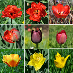 Tulip flower set