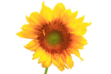 sunflower.on white background.