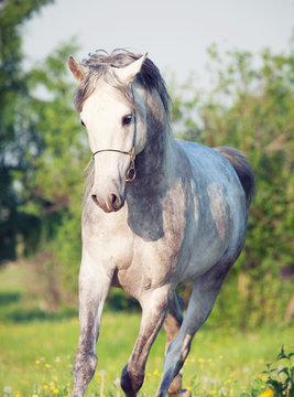 Grey  arabian horse in movement