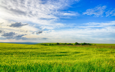 Beautiful landscape field of wheat, cloud and mountain