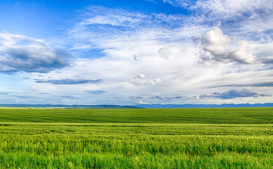 Fototapeta premium Beautiful landscape field of wheat, cloud and mountain