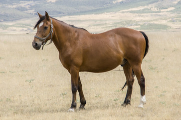 Obraz premium Spanish horse