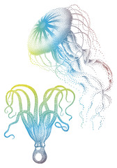 Naklejka premium Jellyfish And Octopus, Vector