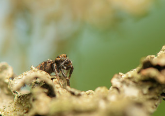 Jumping spider