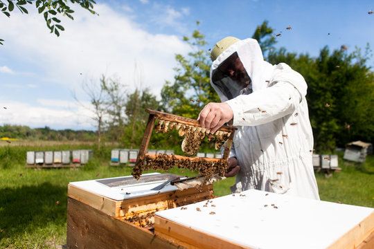 Bee Keeper