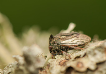 Centrotus cornutus