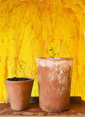 young plants in flower pots,  on weathered wall background