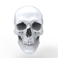 Head Human Skull realistic