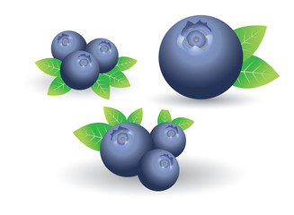 blueberry vector
