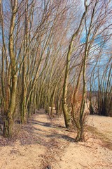 Strange trees on the beach
