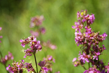 Little purple wild flowers in the forest