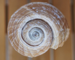 sea shell  closeup