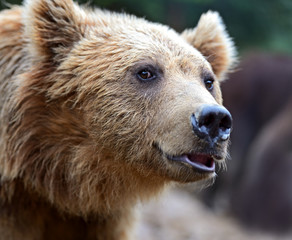 Fototapeta premium Brown bears in the Carpathians.