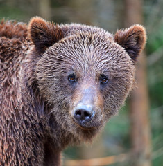 Brown bears in the Carpathians.