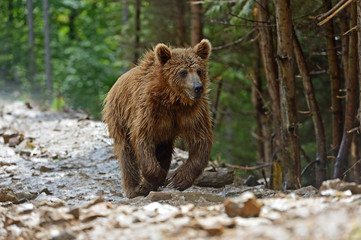 Obraz premium Brown bears in the Carpathians.