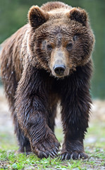 Fototapeta na wymiar Brown bears in the Carpathians.