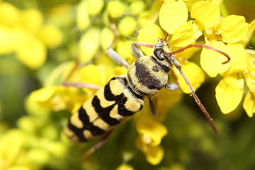 Beetle (Paraplagionotus floralis) on yellow flowers. Macro