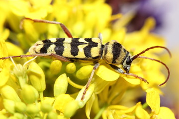 Beetle (Paraplagionotus floralis) on yellow flowers. Macro