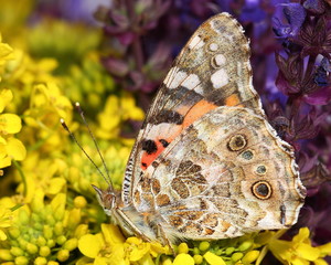 Fototapeta premium Painted Lady (Vanessa cardui) on flowers. Macro