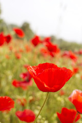 Field of poppies