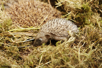 Baby hedgehog