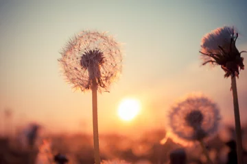 Foto auf Acrylglas Pusteblume Echtes Feld und Löwenzahn bei Sonnenuntergang