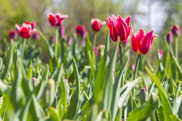 colorful tulips