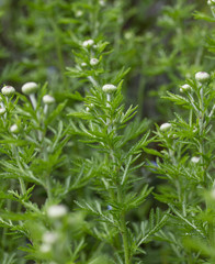 young camomile plants