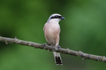 Red-backed Shrike